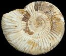 Perisphinctes Ammonite - Jurassic #68195-1